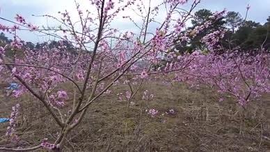 春天桃花野樱花油菜花实拍视频视频的预览图